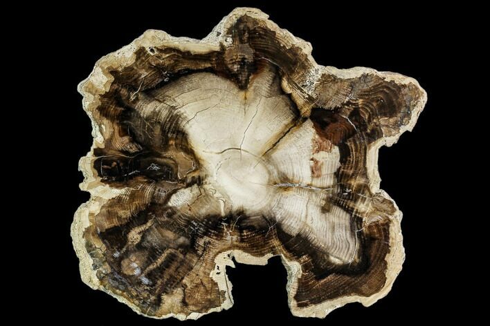 Petrified Black Ash (Fraxinus) Slab - McDermitt, Oregon #112027
